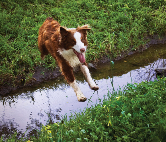 How to Pick the Perfect Farm Dog